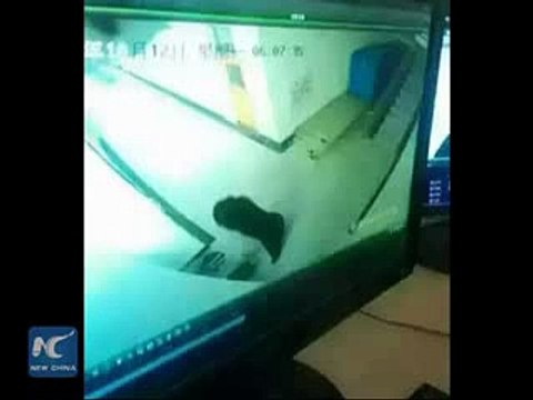 Bear shot dead after breaking into school in NE China