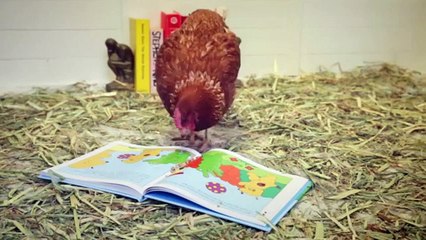 The first tweeting Chicken