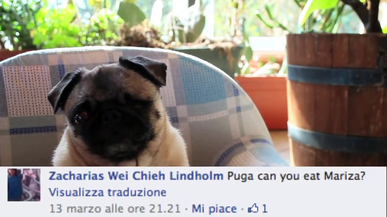 PUGA DOES EVERYTHING!