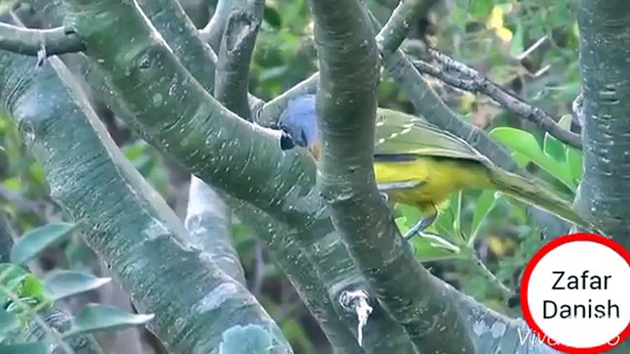 best fight between bird vs snake