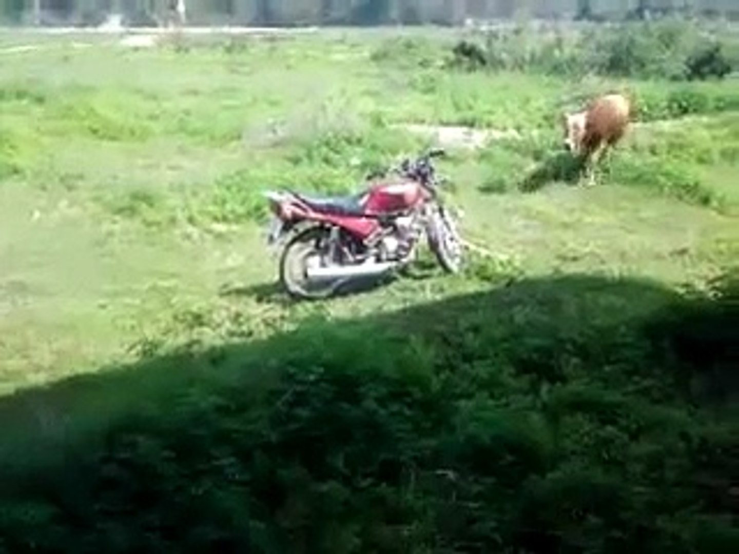 ⁣Bull sex