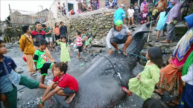 Dead whale shark buried by fishermen in Indonesia