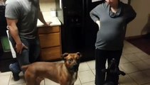 Dog jealously protects his pregnant owner