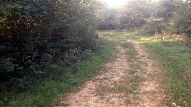 Petit Bleu de Gascogne | Chasse au sanglier de deux jeunes chiens