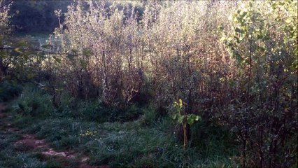 Petit Bleu de Gascogne | Chasse au sanglier en meute