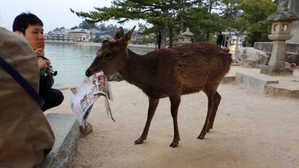 El ciervo come-revistas de Miyajima