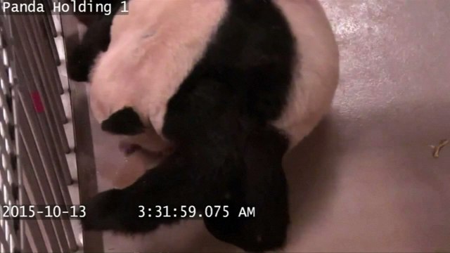 Giant panda gives birth to twin cubs at Toronto Zoo