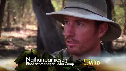 Wild Animal Fight - Abu Camp Elephants