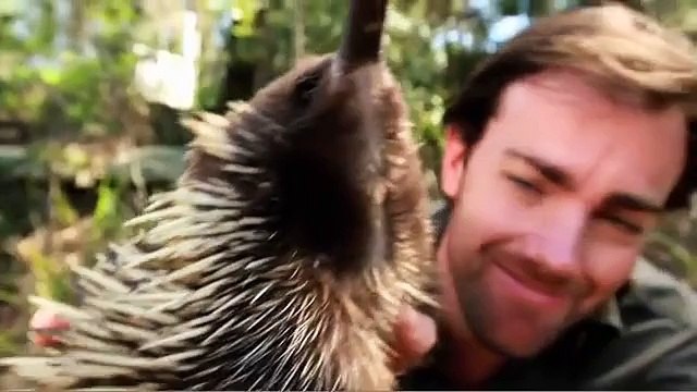 Wild Animal Fight - Frill Necked Lizard