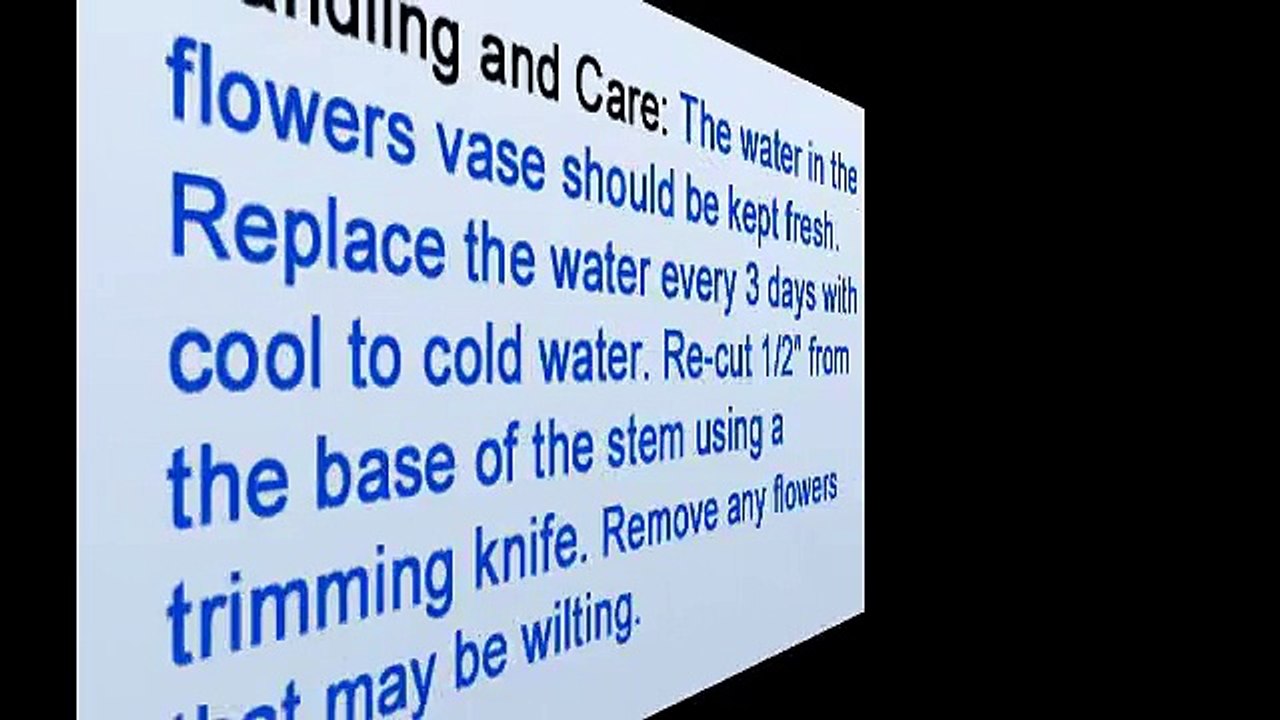 Dendrobium Orchids - Florist in NYC Shares Carring Tips