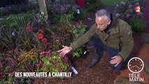 Jardin - Les journées des Plantes au Domaine de Chantilly - 2015/10/16