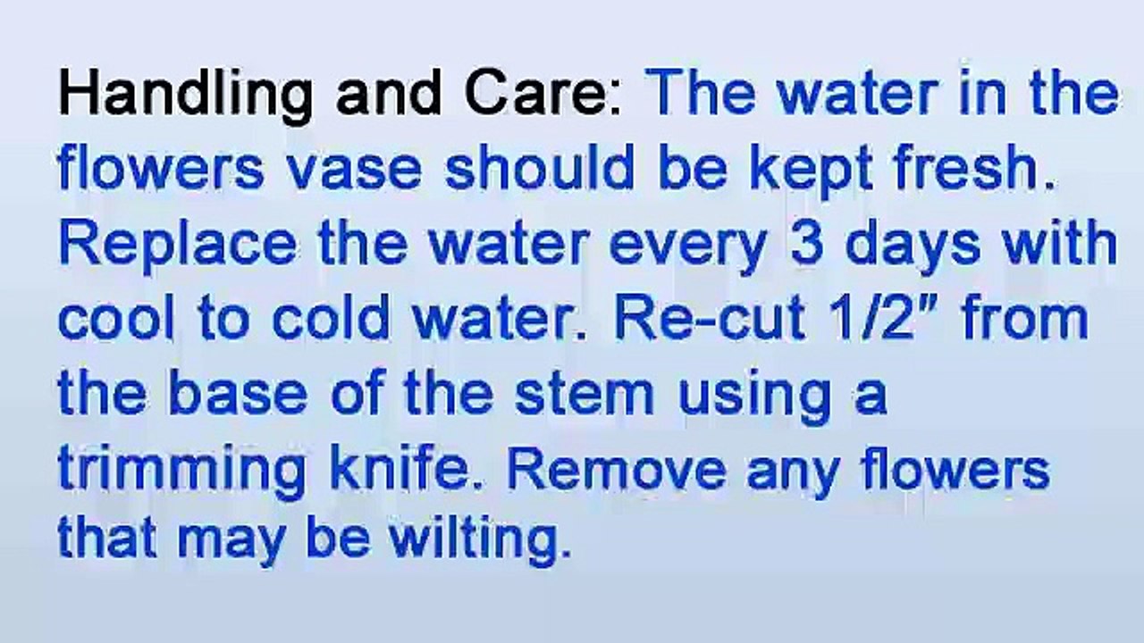 A Florist in New York City on How to Care for Vanda orchids