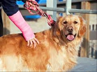 Kutay dog dy wal te rahe aa Hair falling Dr.Ashraf Sahibzada