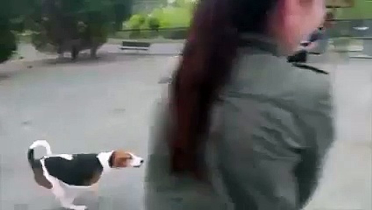 Dogs chasing RC car at the park