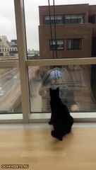 Кошка, которая действительно наслаждается мытьем окон