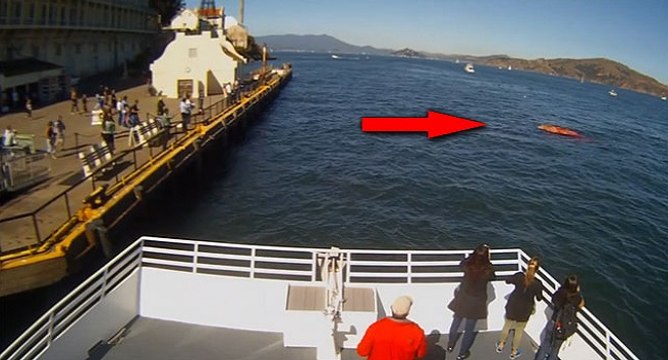 Attaque d'un grand requin blanc dans la baie de San Francisco