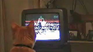 !!قطة تلعب الملاكمة كالتليفزيون