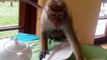 Monkey mom snatches epic meal for baby