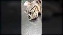 Cat appears to cry after being rescued in heartbreaking video