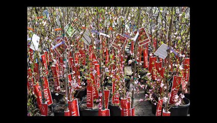 .. Scarlet Prince Peach Trees at Highland Hill Farm