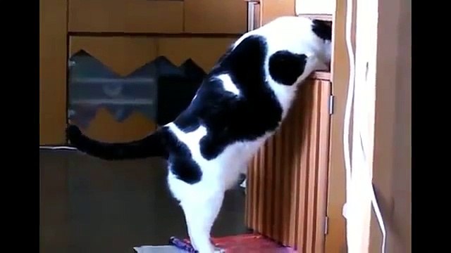 Толстый кот застрял