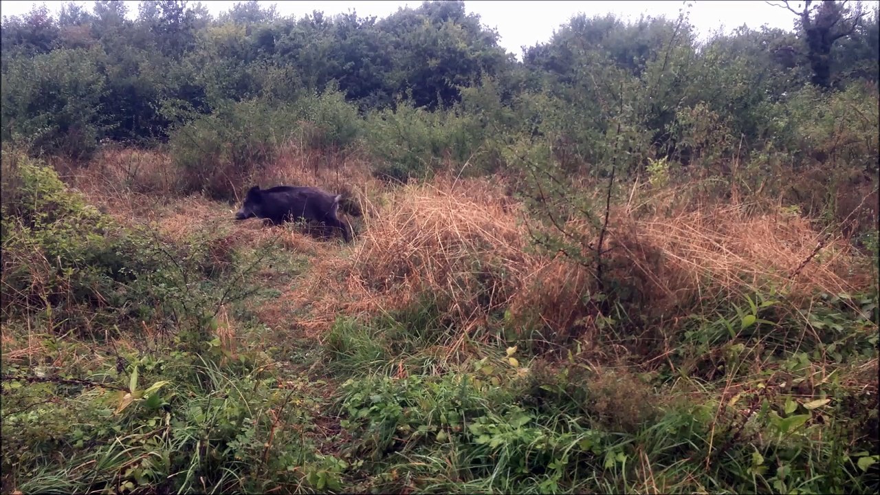 Petit Bleu de Gascogne | Sanglier chassé