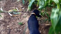 Petit Bleu de Gascogne | Jeune chien en longe sur la piste de sangliers