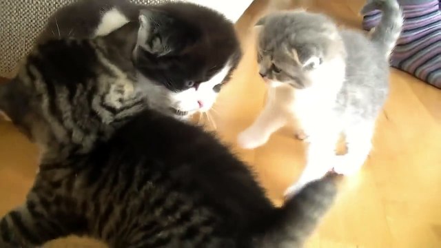 Озорные котята учатся ходить