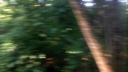 Petit Bleu de Gascogne | Rapprocheurs de sangliers