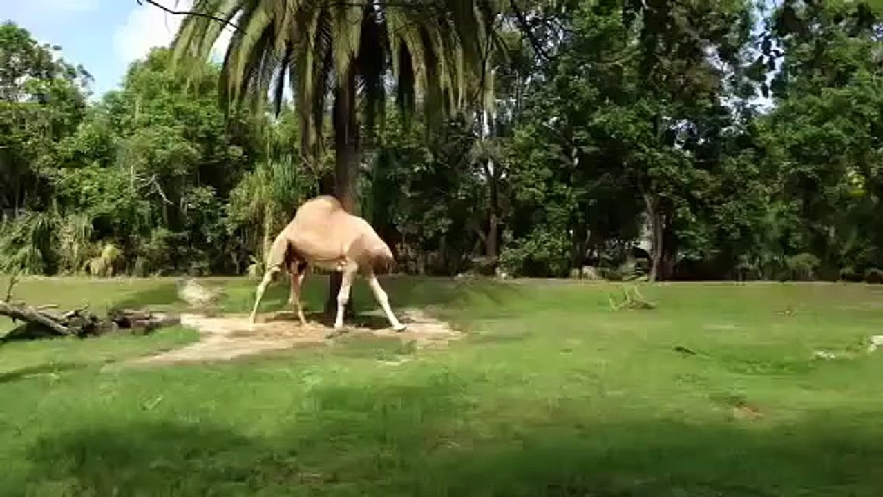Camel without head