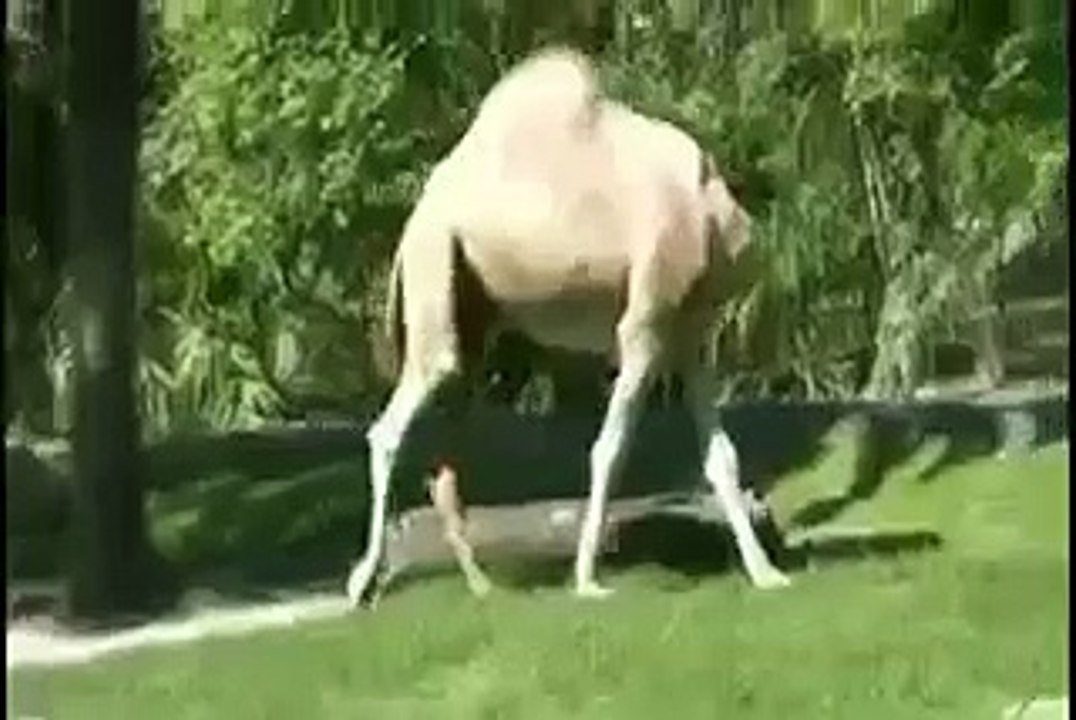 WITHOUT HEAD CAMEL