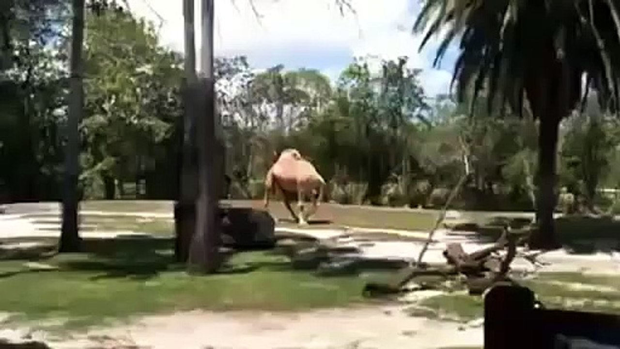 camel without head