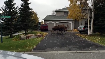 Лоси устроили поединок на улице Moose Fight