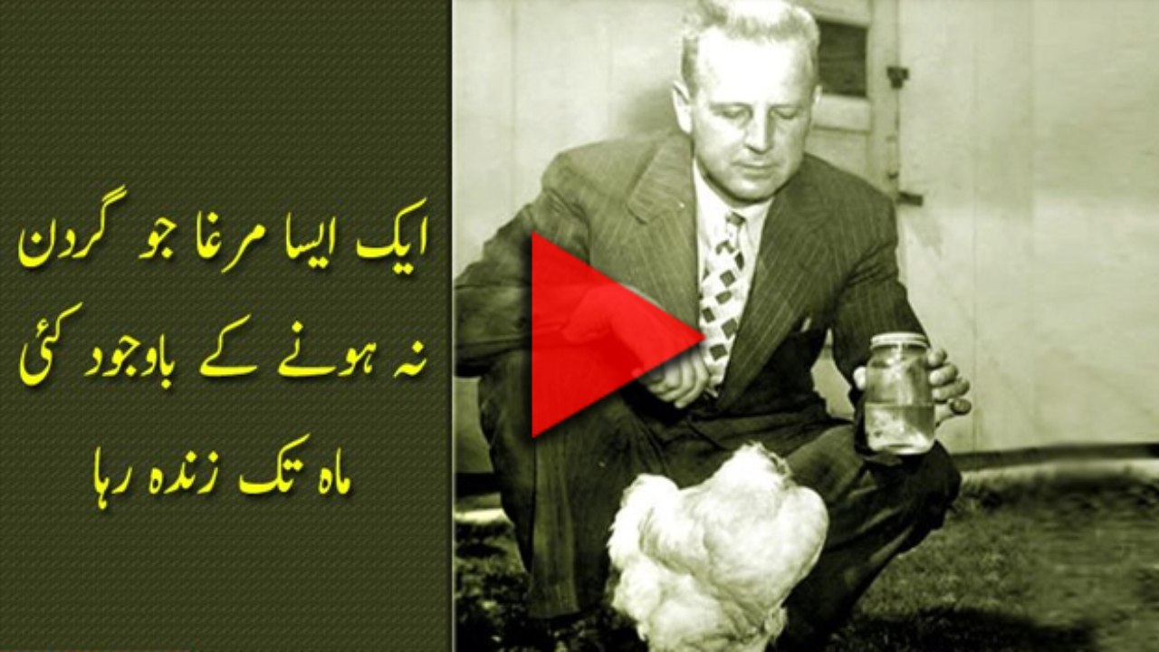 Headless chicken walks around and entralls children