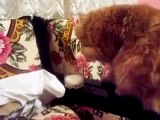 funny cats en komik videolar kedi kedi