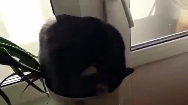 kedi komik kediler komedi videolar izle