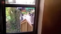 ESTE DIVERTIDO GATO PIDE QUE LE ABRAN LA PUERTA