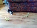 Gatito enloquece jugando con iguanas (tierno y divertido)