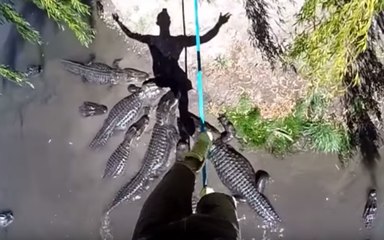 Brave Man Walks On A Rope Over A Swamp Filled With Alligators