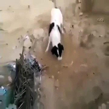 Anne Köpek Ölü Yavrusunu Böyle Gömdü - Funny video