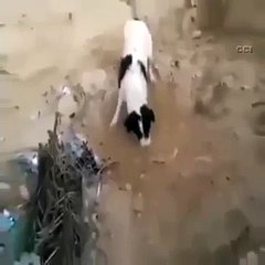 Anne Köpek Ölü Yavrusunu Böyle Gömdü - Funny video