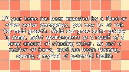 The Dangers of Mold in Your Home