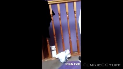 Clumsy Animals Compilation ✔