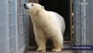 Surprised migrants stow away in truck carrying a fully grown polar bear