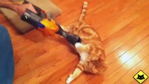 FUNNY VIDEOS: Funny Cats Funny Cat Videos Funny Animals Fail Compilation Cats Love Vacuums