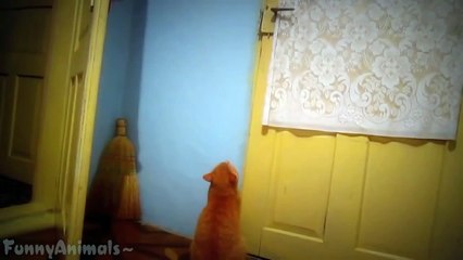 Funny Cats - Funny Animals - Cat Funny Videos - Smart Cats