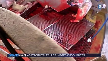 L'abattoir d'Alès ferme provisoirement après la diffusion d'une vidéo choc