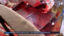 L'abattoir d'Alès ferme provisoirement après la diffusion d'une vidéo choc