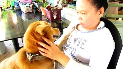 A Dog who love Hugs...meet my pet Noah