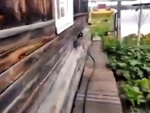 Собака спасает кота от смерти!